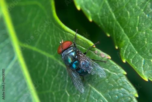 macro of a fly