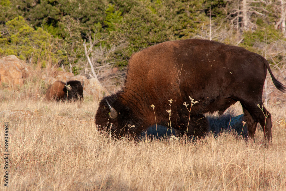 american bison grazing