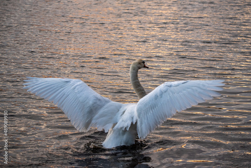 Fototapeta Naklejka Na Ścianę i Meble -  swan in flight