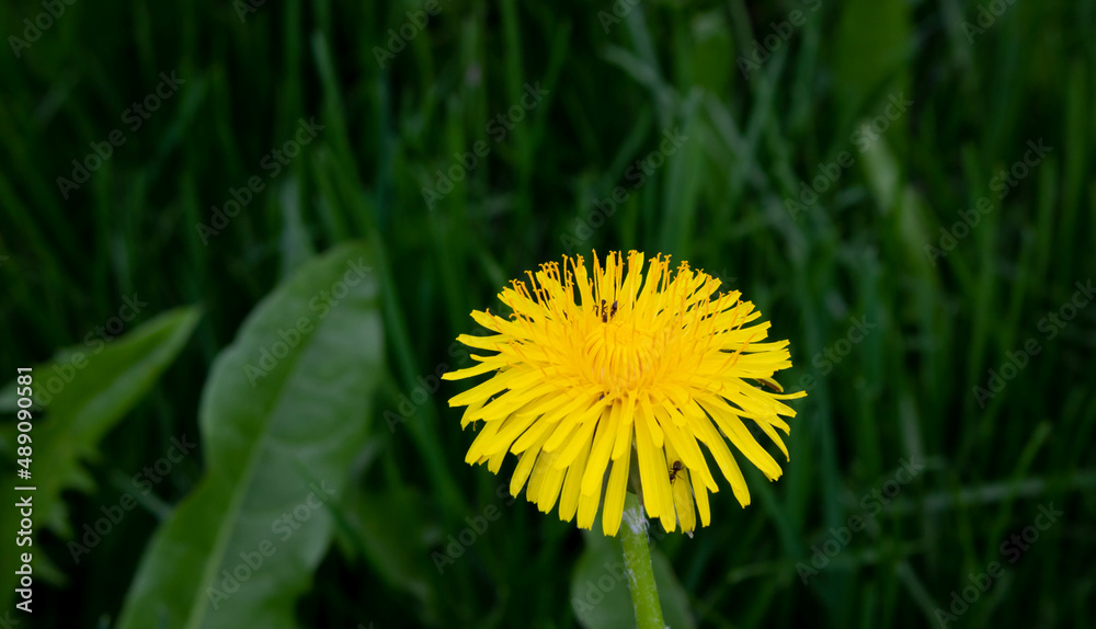 Yellow dandelion on a green grass background in a field Yellow dandelion on a green grass background in a field