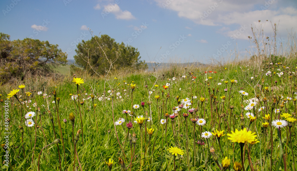 blue sky with white wonderful clouds over a green meadow blue sky with white wonderful clouds over a green meadow