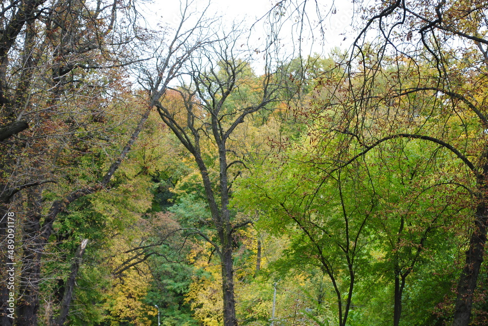 autumn in the forest
