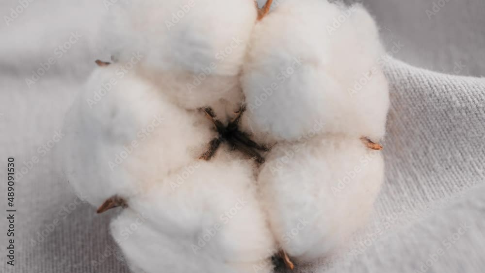 Beautiful lush cotton flower against a background of light gray or white fabric with folds. Cotton textiles texture, fabric industry. Natural cotton, organic fiber Beautiful lush cotton flower against a background of light gray or white fabric with folds. Cotton textiles texture, fabric industry. Natural cotton, organic fiber