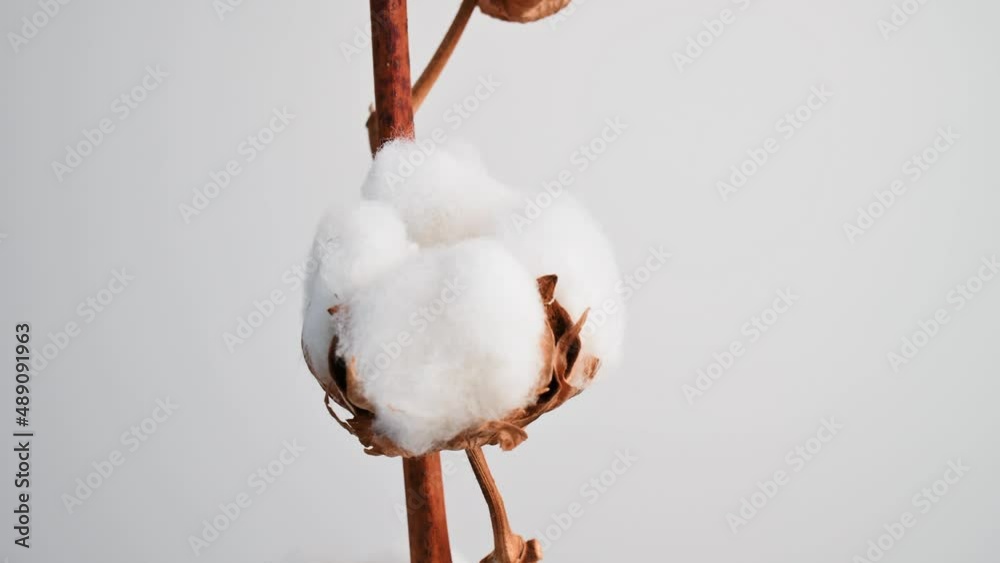 Branch of cotton with beautiful fluffy lush white flowers against a white wall. Natural organic cotton, vegetable fiber, delicate flowers, agriculture, raw materials for making fabric Branch of cotton with beautiful fluffy lush white flowers against a white wall. Natural organic cotton, vegetable fiber, delicate flowers, agriculture, raw materials for making fabric