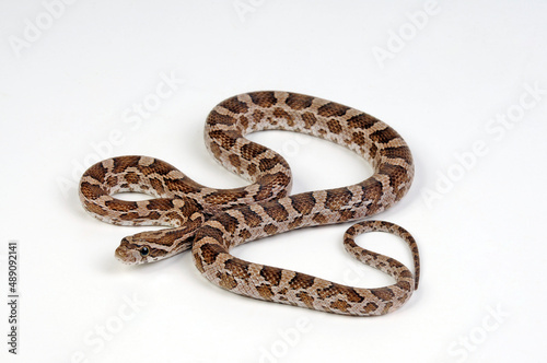 Great Plains rat snake // Prärie-Kornnatter (Pantherophis emoryi)