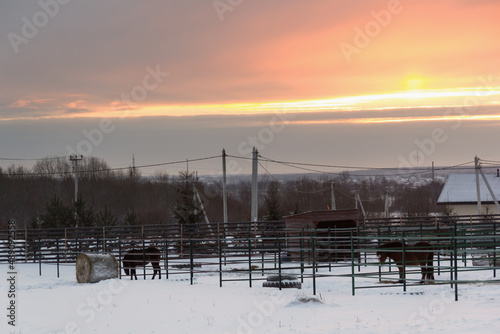 horses walked around their territory, fenced