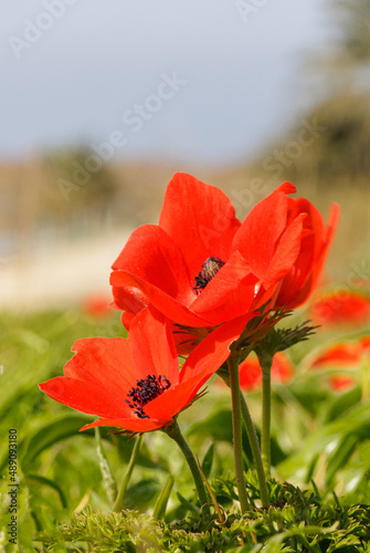 Beautiful red anemones against a green background like a scarlet flowers