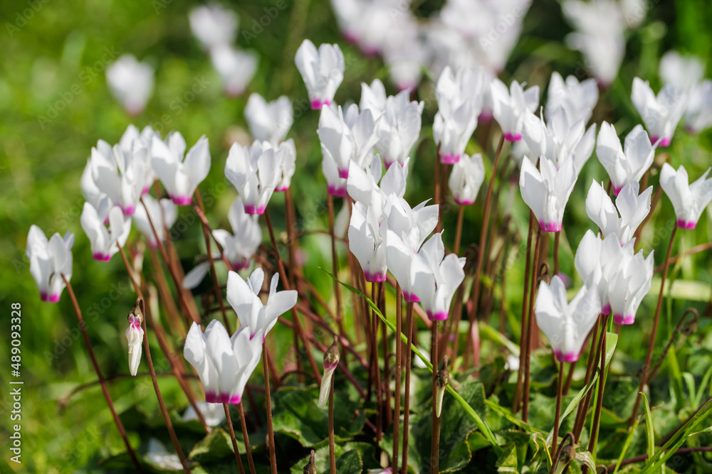 Fototapeta premium Violet cyclomens blossom at the forest