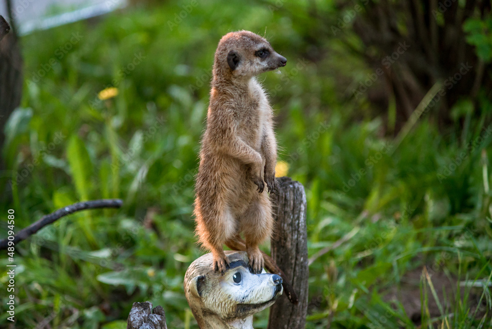 The meerkat is a rather small representative of the mongoose. The coat color of this mammal is orange-brown. The fur is quite long and fluffy, and the fur on the belly and chest is short. The meerkat is a rather small representative of the mongoose. The coat color of this mammal is orange-brown. The fur is quite long and fluffy, and the fur on the belly and chest is short.