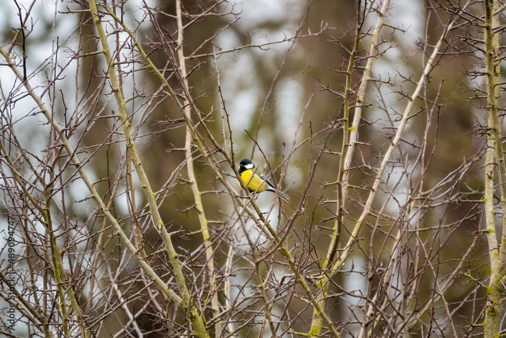 close up of a great tit (Parus major) feeding amongst winter tree branches, Wiltshire UK close up of a great tit (Parus major) feeding amongst winter tree branches, Wiltshire UK