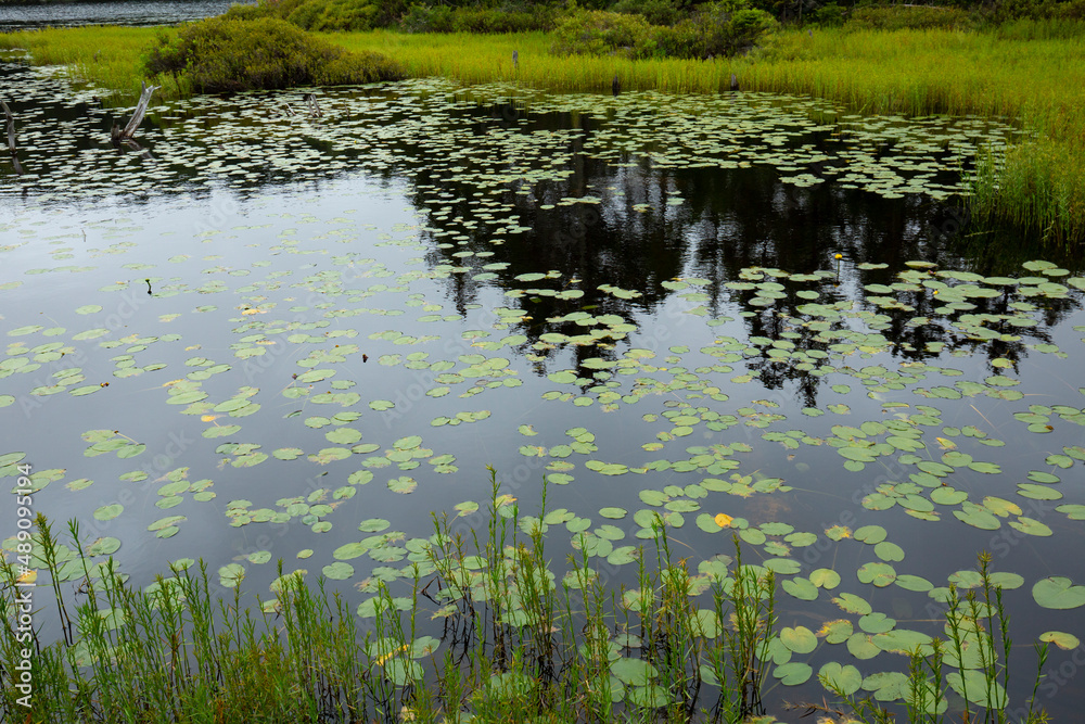 Tree reflections and waterlilies in Lake Solitude on Mount Sunapee.