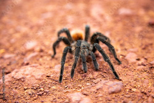 A Large Brazilian tarantula spider known as the goliath spider in portrait