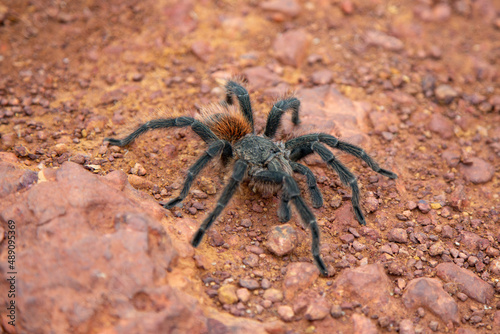 Wild Large Brazilian tarantula spider known as the goliath spider.