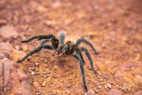 Large Brazilian tarantula spider known as the goliath spider in portrait © Adilson