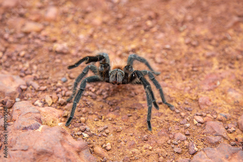 A Brazilian tarantula spider known as the goliath spider in closeup