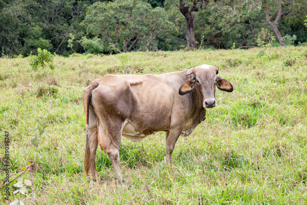brown cow grass-fed on tropical Brazilian farm brown cow grass-fed on tropical Brazilian farm