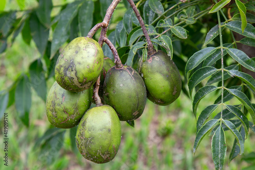 Fruit of the cajarana or cajá-manga (Spondias cythera) in closeup and selective focus, typical of Brazil photo