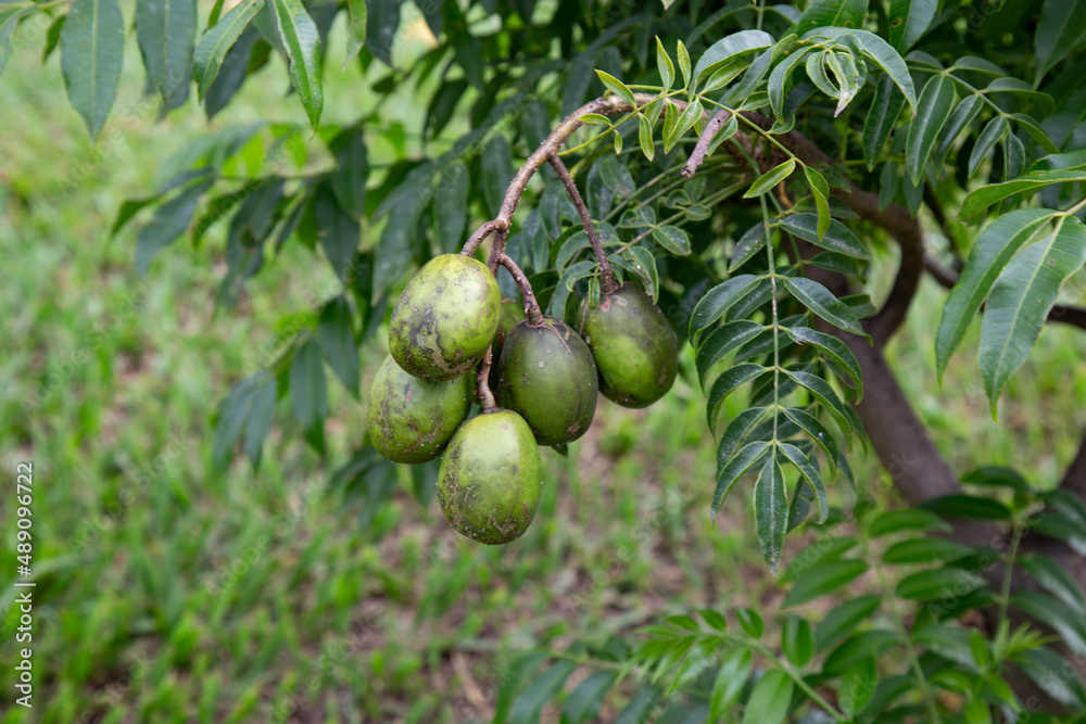Fruit of the cajarana or cajá-manga (Spondias cythera) in closeup and selective focus, typical of Brazil plant