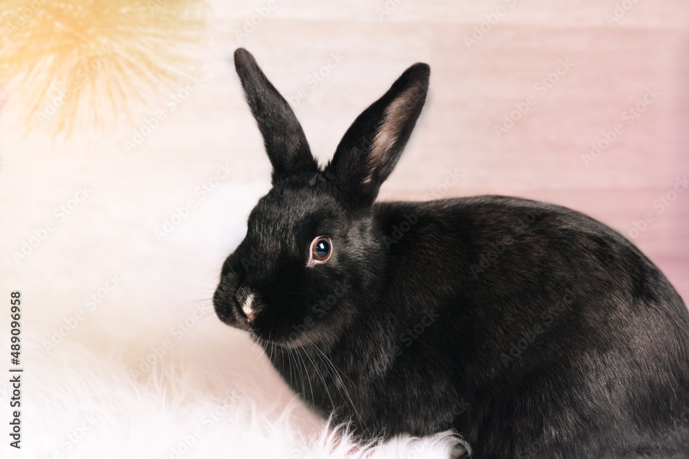 Obraz premium Black rabbit 2023 on the light background close-up. Symbol of the year Chinese calendar. Holidays, winter and celebration concept