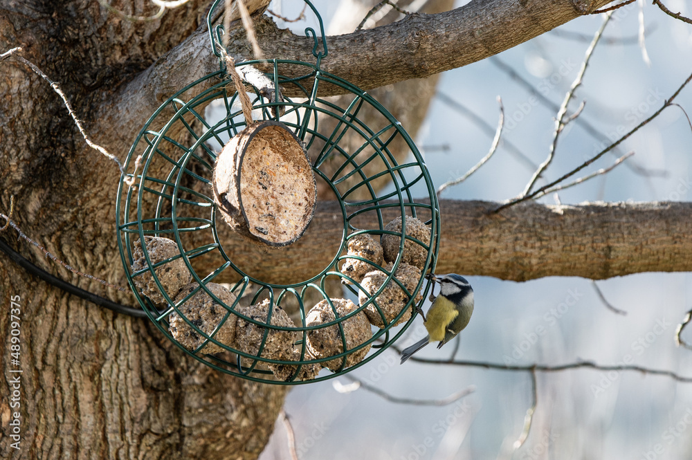 Vogel an Meisenring außen hängend