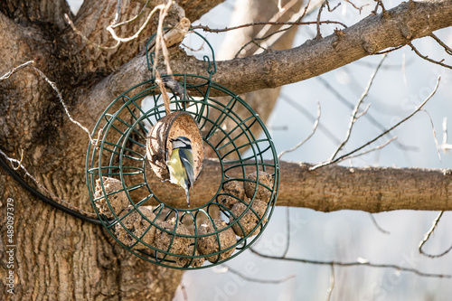 Vogel an Meisenring innen sitzend