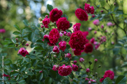 Bush of small Flowers of Roses on a natural green background. Lush bush of pink roses. Summer blossom.  Garden Roses. Blurred floral background with red flowers roses. Many summer flowers. soft focus. © Mariia