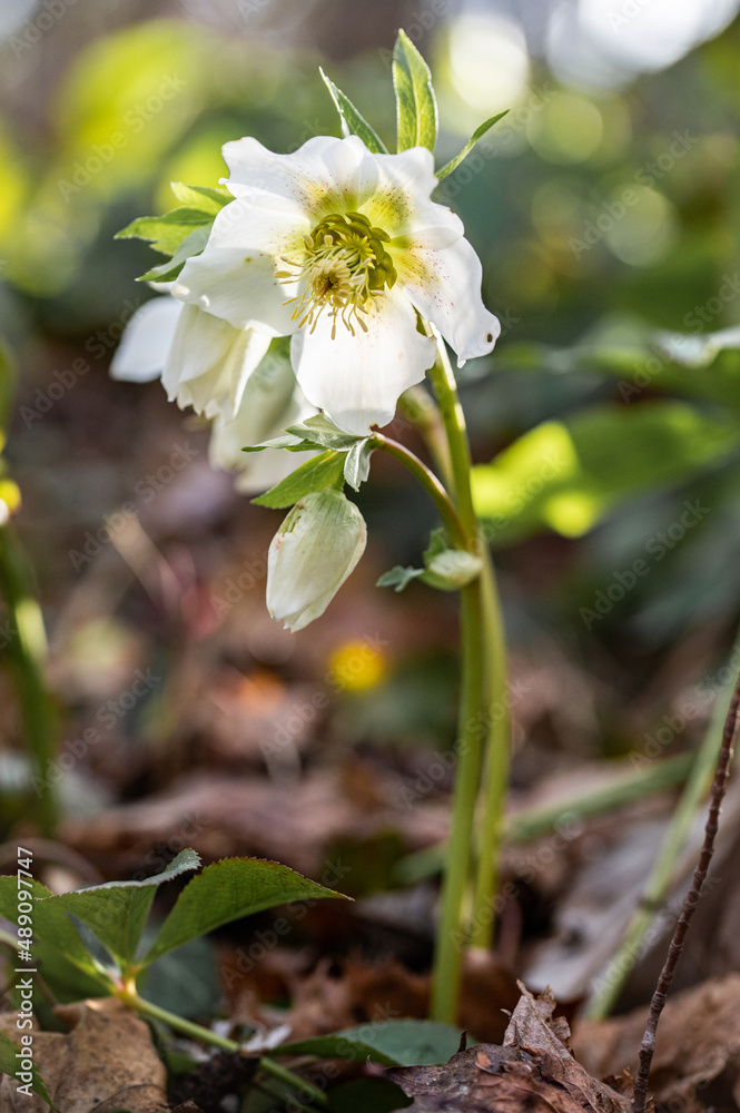 weiße Schneerosen im Wald
