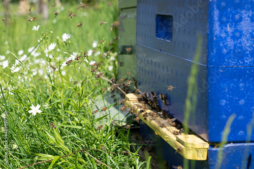 Honey Bees flying around and into beehive, returning to the entance after honey collecting. Beekeeping concept.. photo