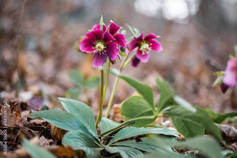 Schneerosen pink im Wald
