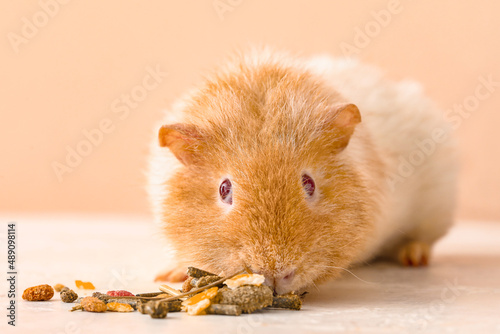 Funny Guinea pig with food ...