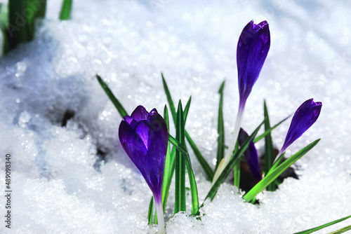 purple spring crous flowers bloomed in the snow. Purple botanical crocuses under the spring sun. Flowers overcome the cold and winter. with selective focus © Iryna