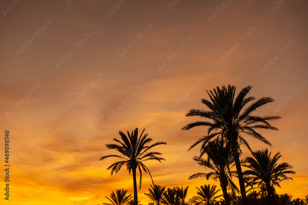 Silhouette of palm trees in an orange sunset in the town of Torrevieja. White coast of the Mediterranean Sea of Alicante. Spain