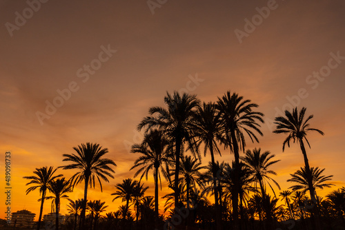 Silhouette of palm trees in an orange sunset on a beach in the town of Torrevieja. White coast of the Mediterranean Sea of Alicante. Spain