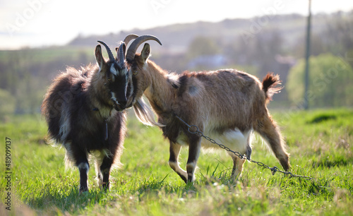 Domestic milk goats with long beard and horns grazing on green farm pasture on summer day. Feeding of cattle on farmland grassland