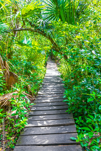 Tropical jungle plants trees wooden walking trails Sian Kaan Mexico. © arkadijschell