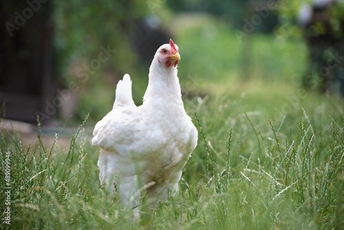 Hen feeding on traditional rural barnyard. Domestic chicken standing on yard lawn with green grass. Free range poultry farming concept