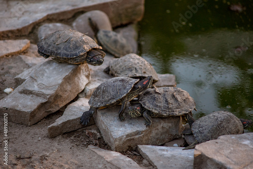 Sleeping turtles on the stones at the zoo
