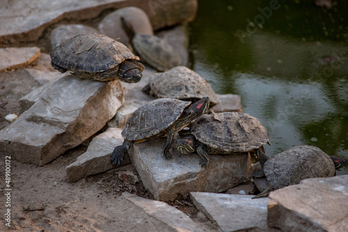 Sleeping turtles on the stones at the zoo