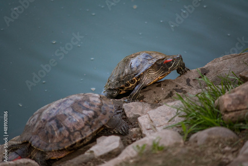 Sleeping turtles on the stones at the zoo
