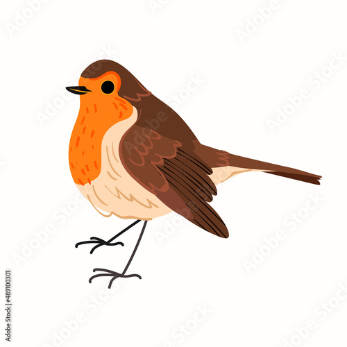 Cute robin bird isolated on white background. Vector flat illustration