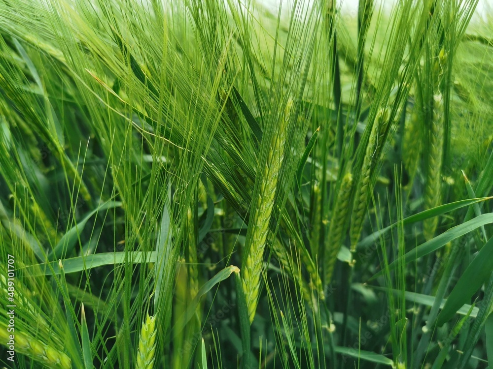 Green barley plant on the field. Barley spikes. Green barley plant on the field. Barley spikes.