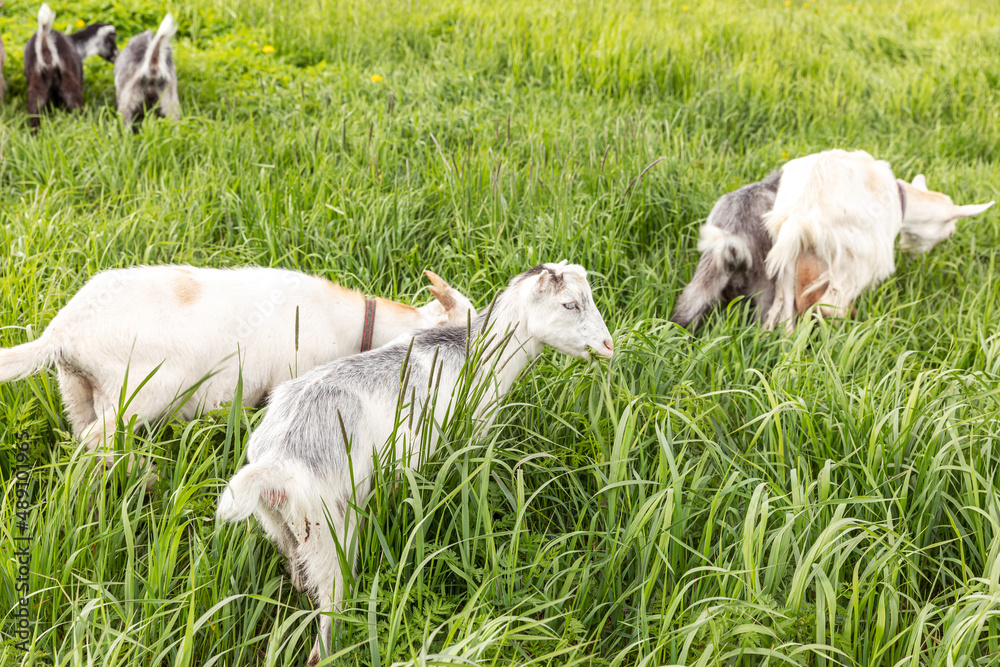 Cute free range goatling on organic natural eco animal farm freely grazing in meadow background. Domestic goat graze chewing in pasture. Modern animal livestock, ecological farming. Animal rights Cute free range goatling on organic natural eco animal farm freely grazing in meadow background. Domestic goat graze chewing in pasture. Modern animal livestock, ecological farming. Animal rights