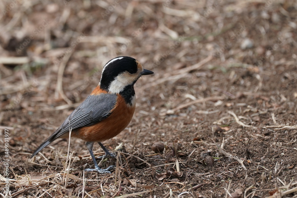 varied tit in the forest varied tit in the forest