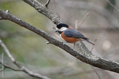 varied tit in the forest