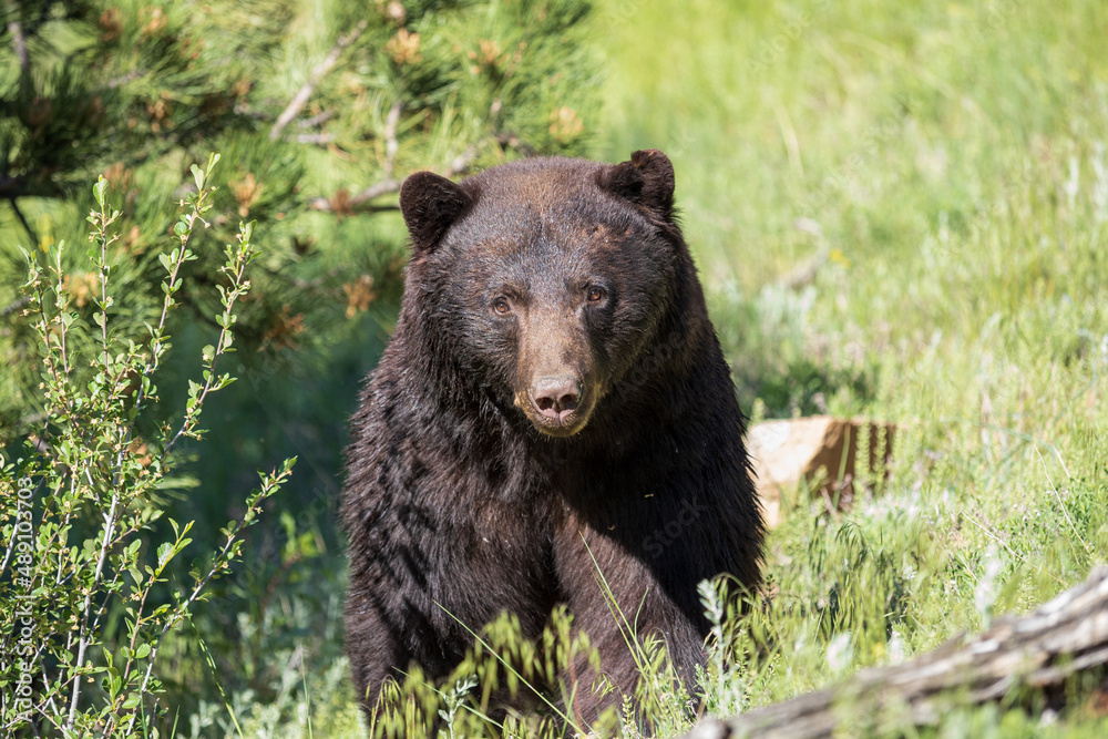 black bear in the mountain grass black bear in the mountain grass