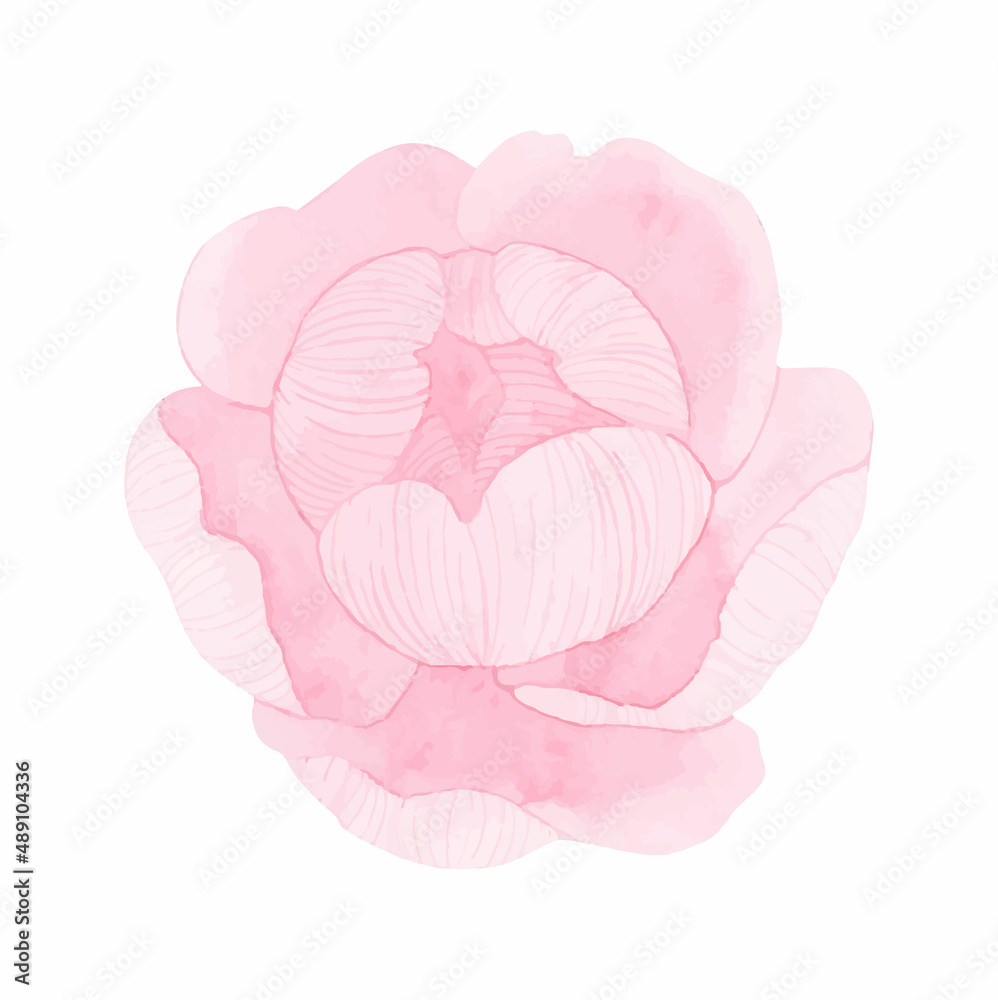Watercolor vector peonies. Floral elements set. Botanical illustration flower isolated on white