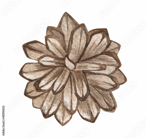 Watercolor vector botanical pine cones set. Vintage illustration hand drawing. Object isolated on white.
