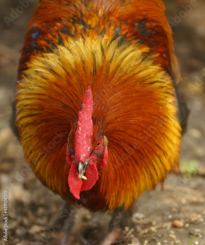 A frontal head shot of a colorful free range Rhode Island Red rooster pecking at grain on the ground photo