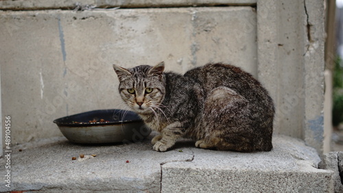 Quadro su tela street cat against cement background