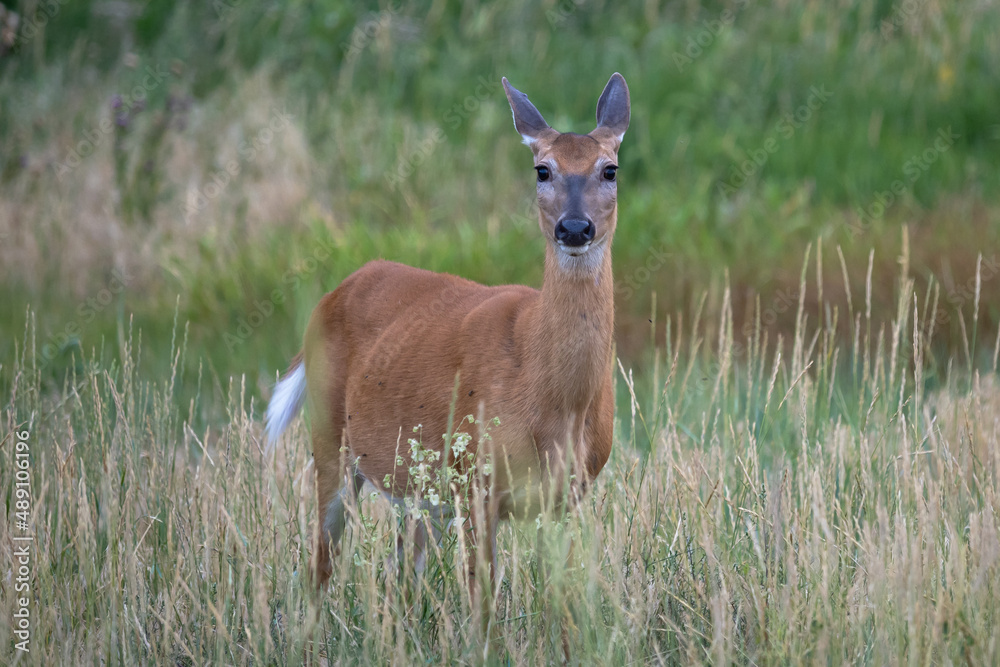 whitetail doe deer in the grass